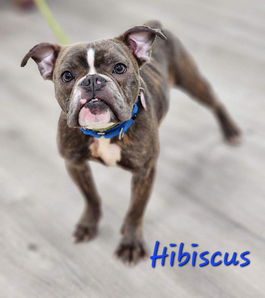 Hibiscus, Adoptable, Young Female English Bulldog & Boxer.