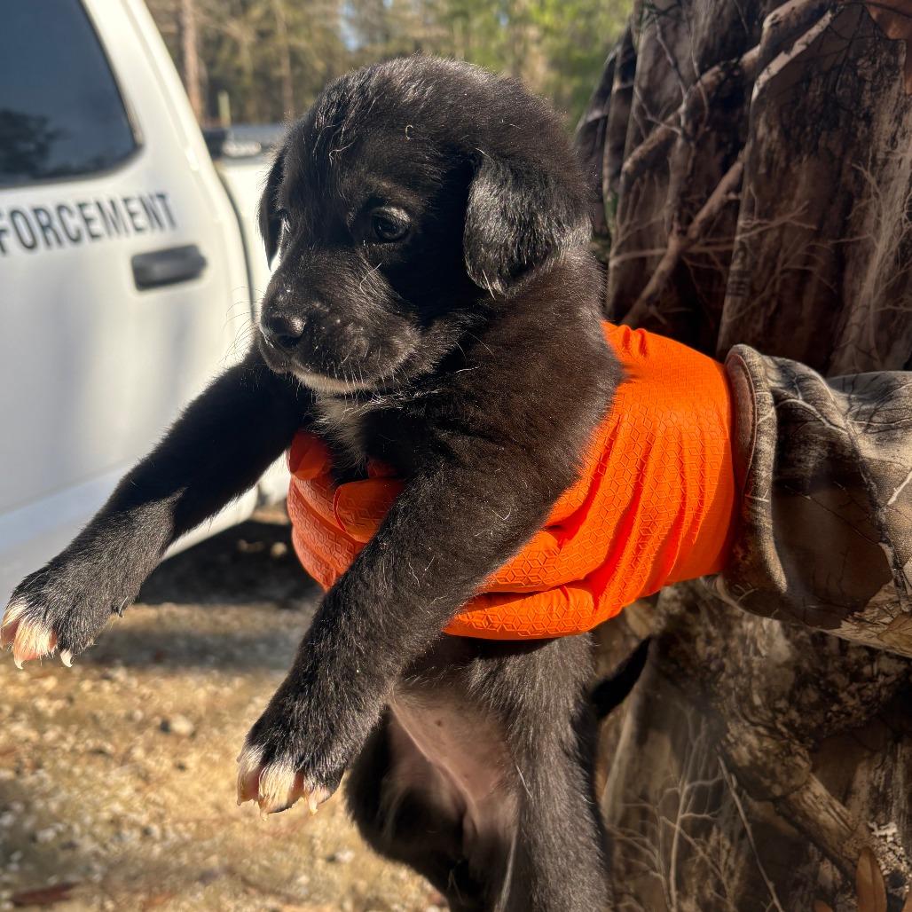 CLAX-Stray-70, Adoptable, Puppy Female Whippet.