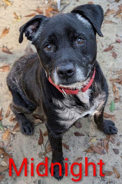 Midnight, Adoptable, Adult Female Labrador Retriever & Mixed Breed.