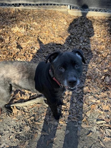 Enlarge Midnight, a Adoptable mixed breed in Spartanburg, SC image 1/2