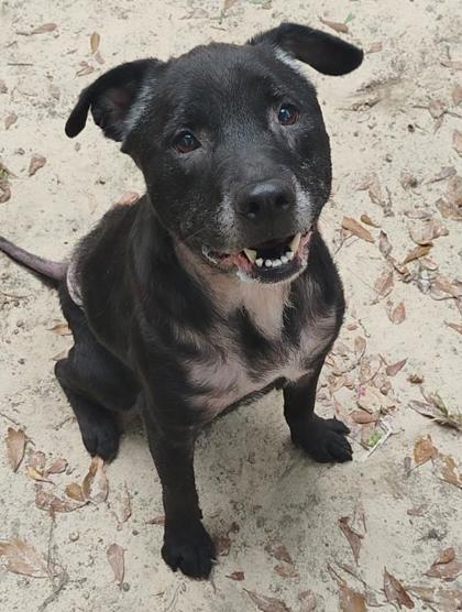 Enlarge Midnight, a Adoptable mixed breed in Spartanburg, SC image 1/1