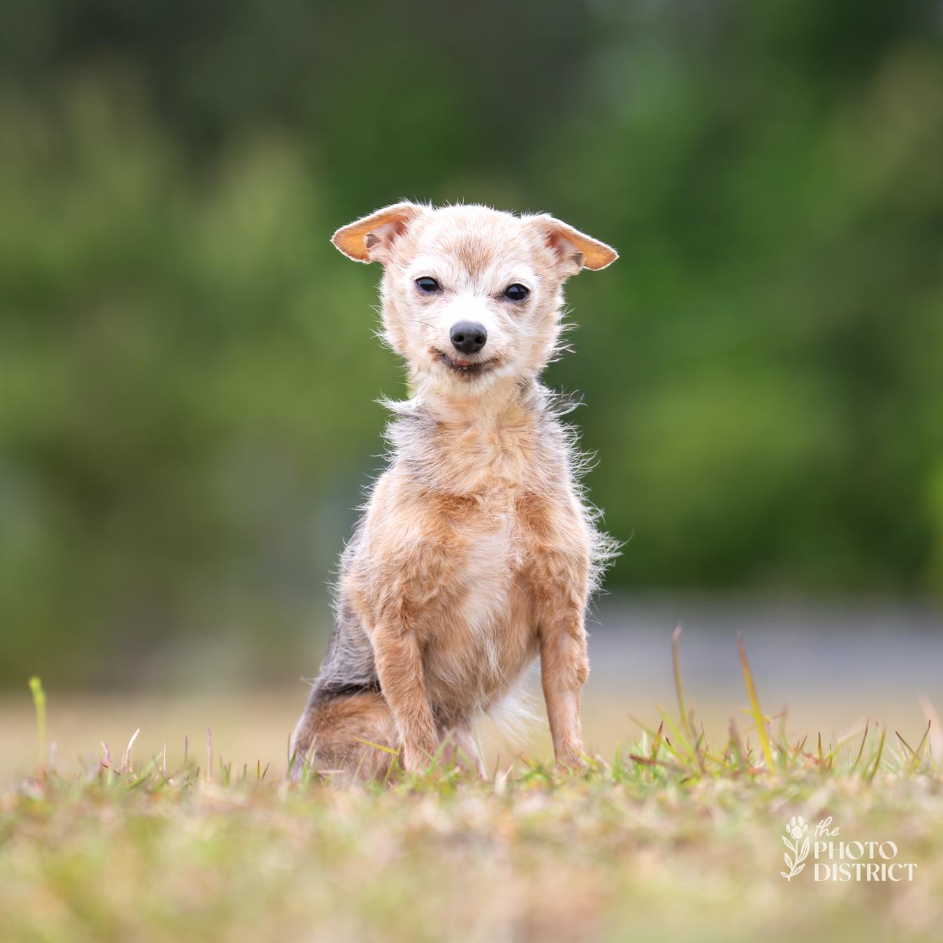 Grammy, a Adoptable mixed breed in Winnabow, NC image 2/3