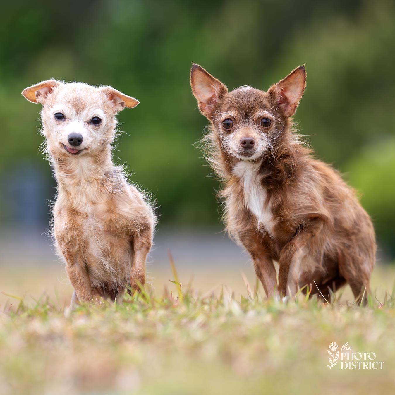 Grammy, a Adoptable mixed breed in Winnabow, NC image 3/3