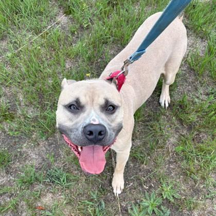 Enlarge Tusk, a Adoptable Mixed Breed in Janesville, WI image 3/5