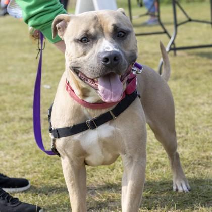 Tusk, Adoptable, Young Male Mixed Breed.