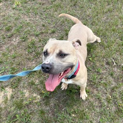 Enlarge Tusk, a Adoptable Mixed Breed in Janesville, WI image 4/5