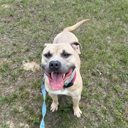 Enlarge Tusk, a Adoptable Mixed Breed in Janesville, WI image 5/5