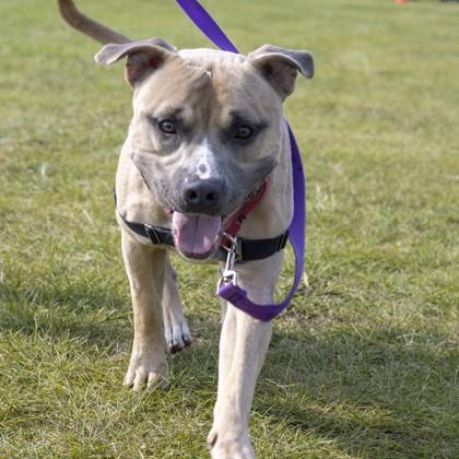 Enlarge Tusk, a Adoptable Mixed Breed in Janesville, WI image 2/5