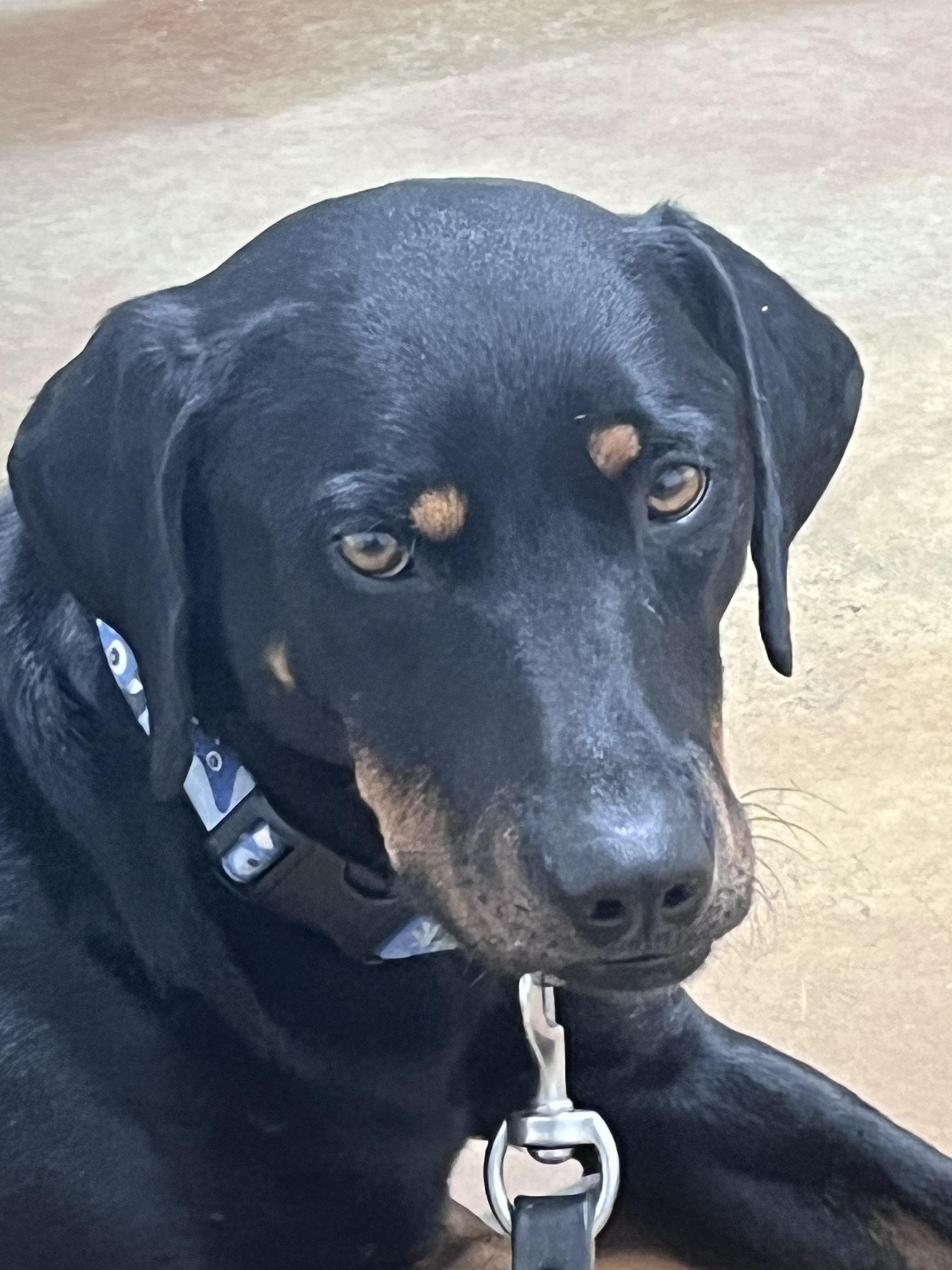 Rocco, a ADOPTABLE Hound in Lexington, KY image 3/4