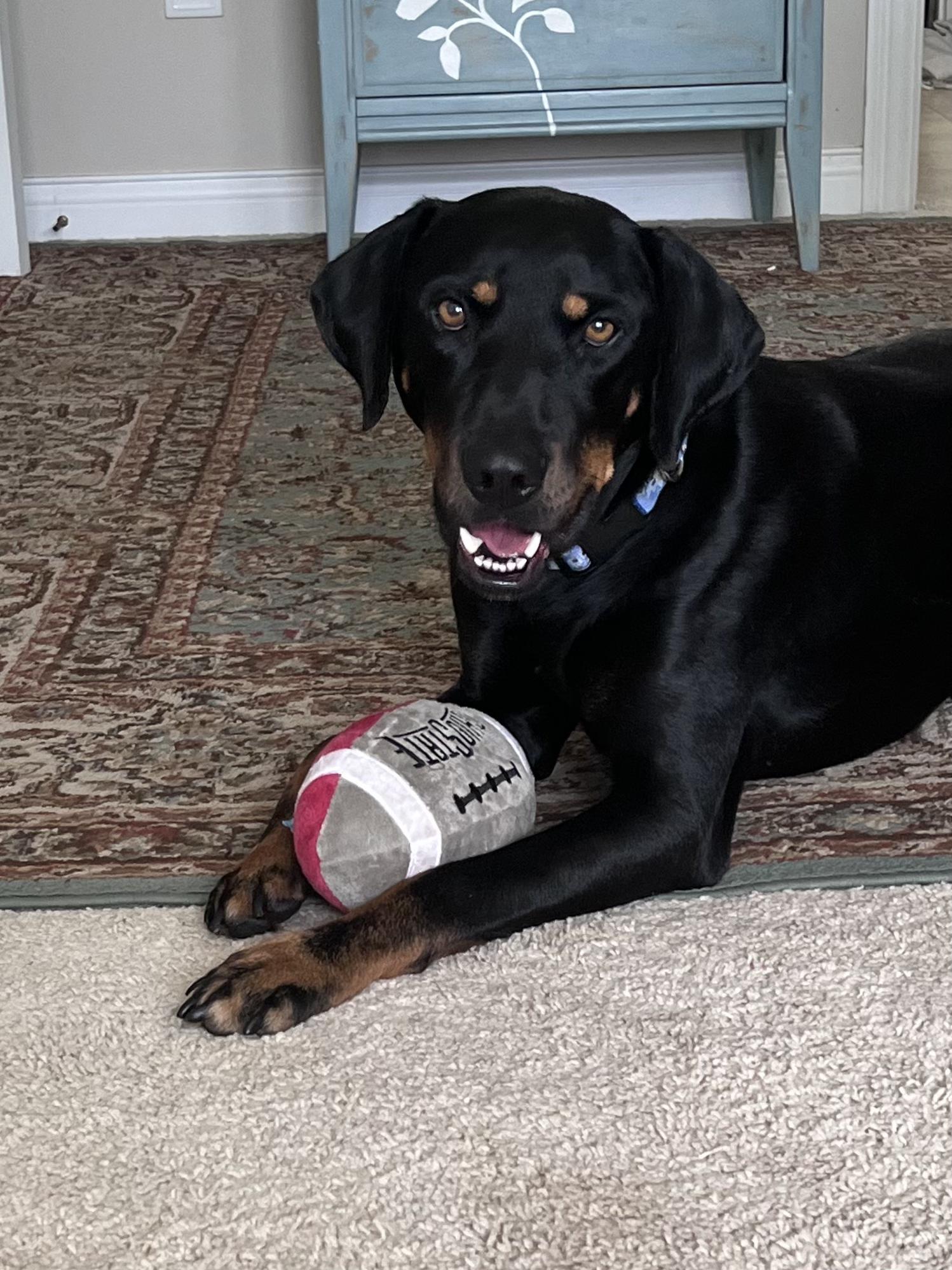 Rocco, a ADOPTABLE Hound in Lexington, KY image 4/4