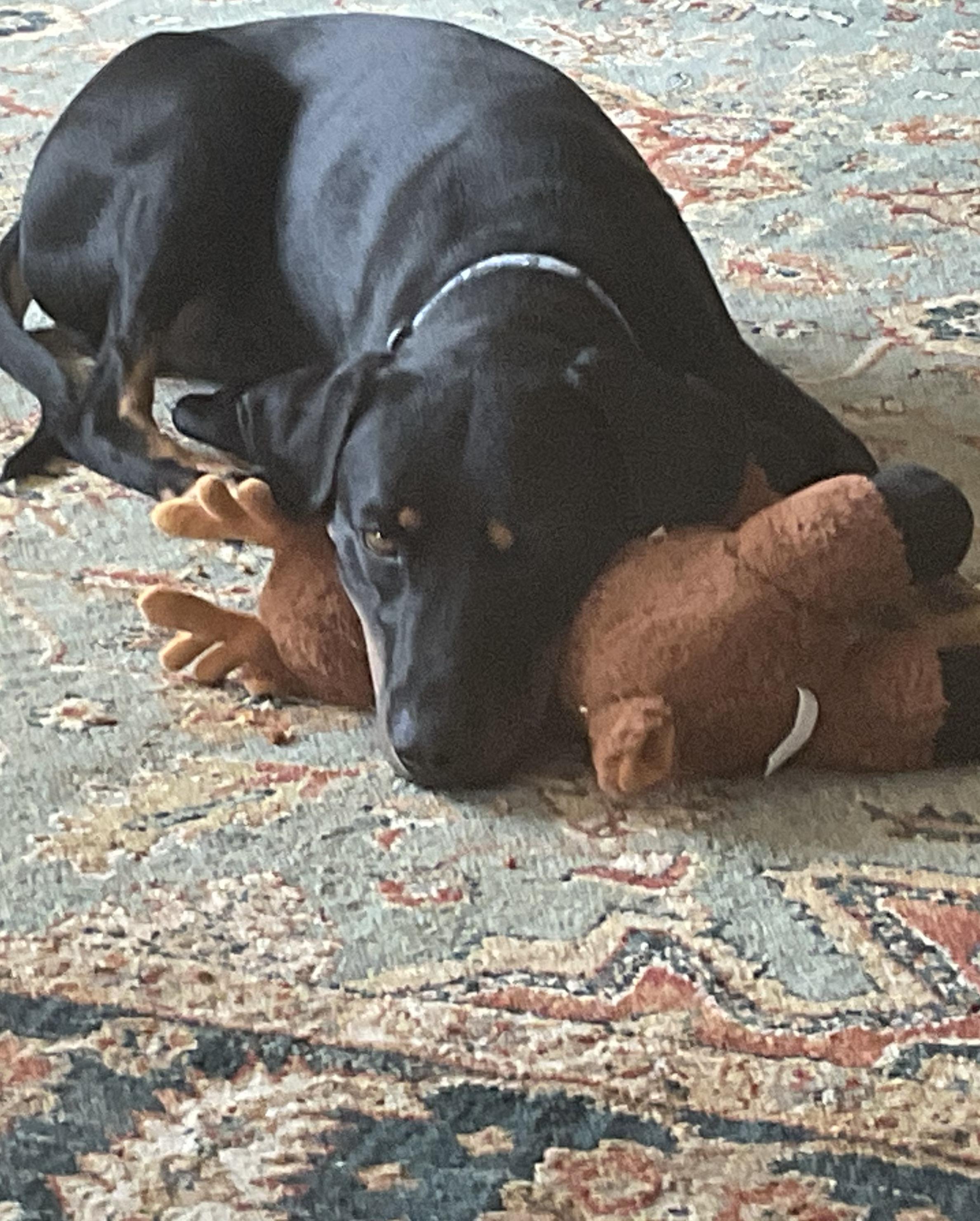 Rocco, ADOPTABLE, Young Male Hound.