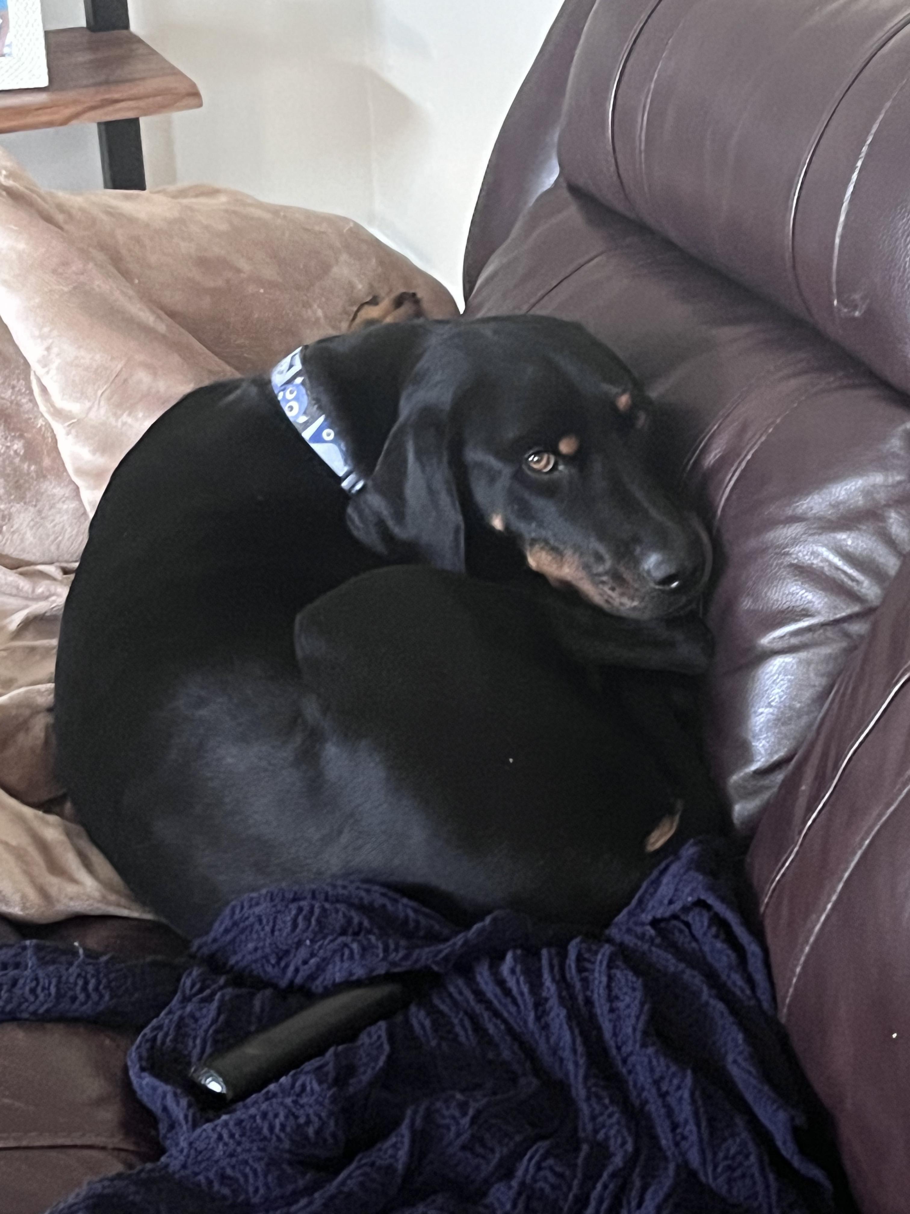 Rocco, a ADOPTABLE Hound in Lexington, KY image 2/4