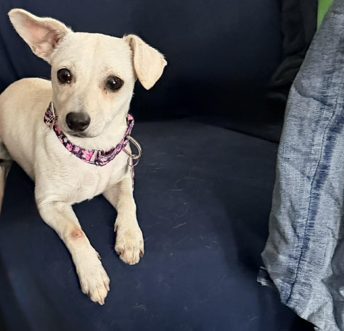 Enlarge Jess, an adopted mixed breed in Des Moines, IA image 3/3