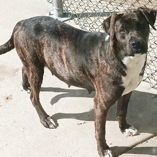 BROULEE, ADOPTABLE, Adult Female Boxer & Labrador Retriever.