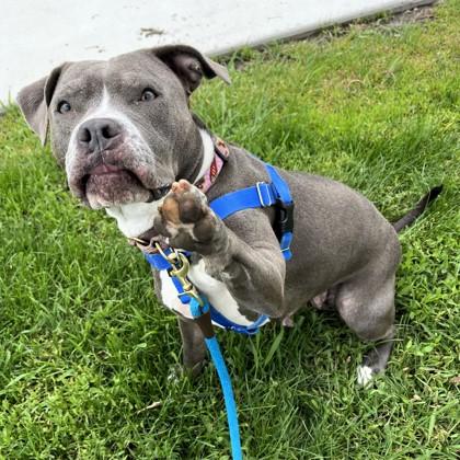 Rebel, Adoptable, Adult Female Pit Bull Terrier & Mixed Breed.