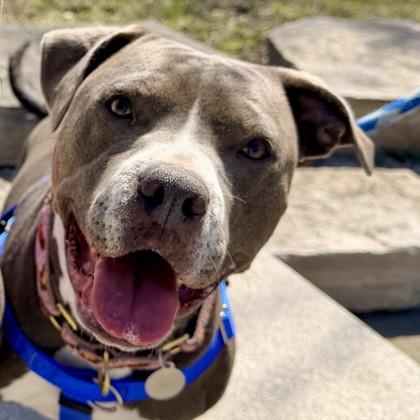 Enlarge Rebel, a Adoptable mixed breed in Wheaton, IL image 2/3