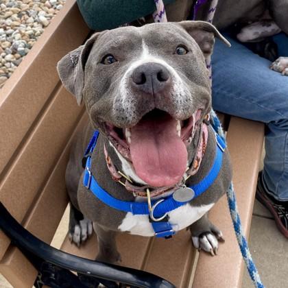 Enlarge Rebel, a Adoptable mixed breed in Wheaton, IL image 2/3