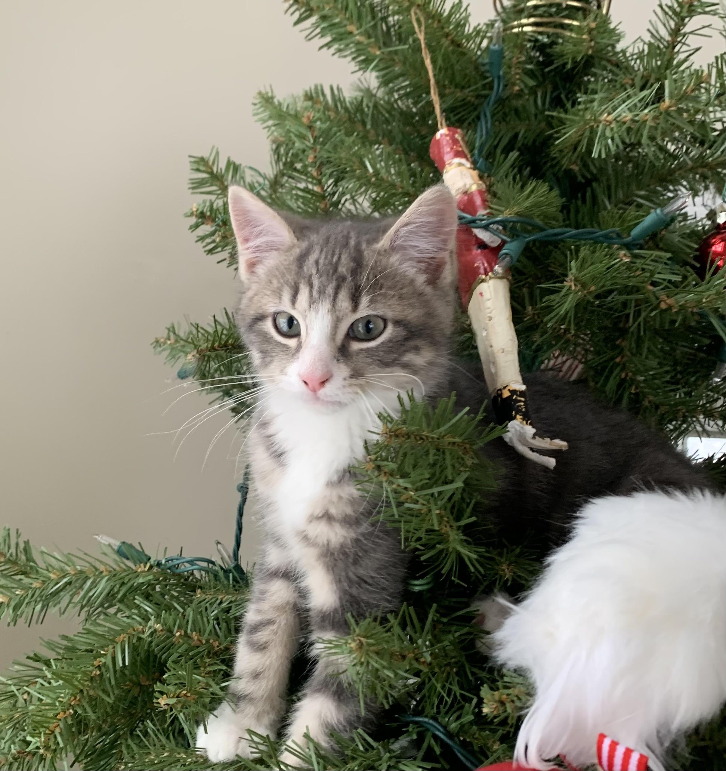 Enlarge Ralph, a ADOPTABLE Domestic Short Hair in Port Jefferson Station, NY image 1/1