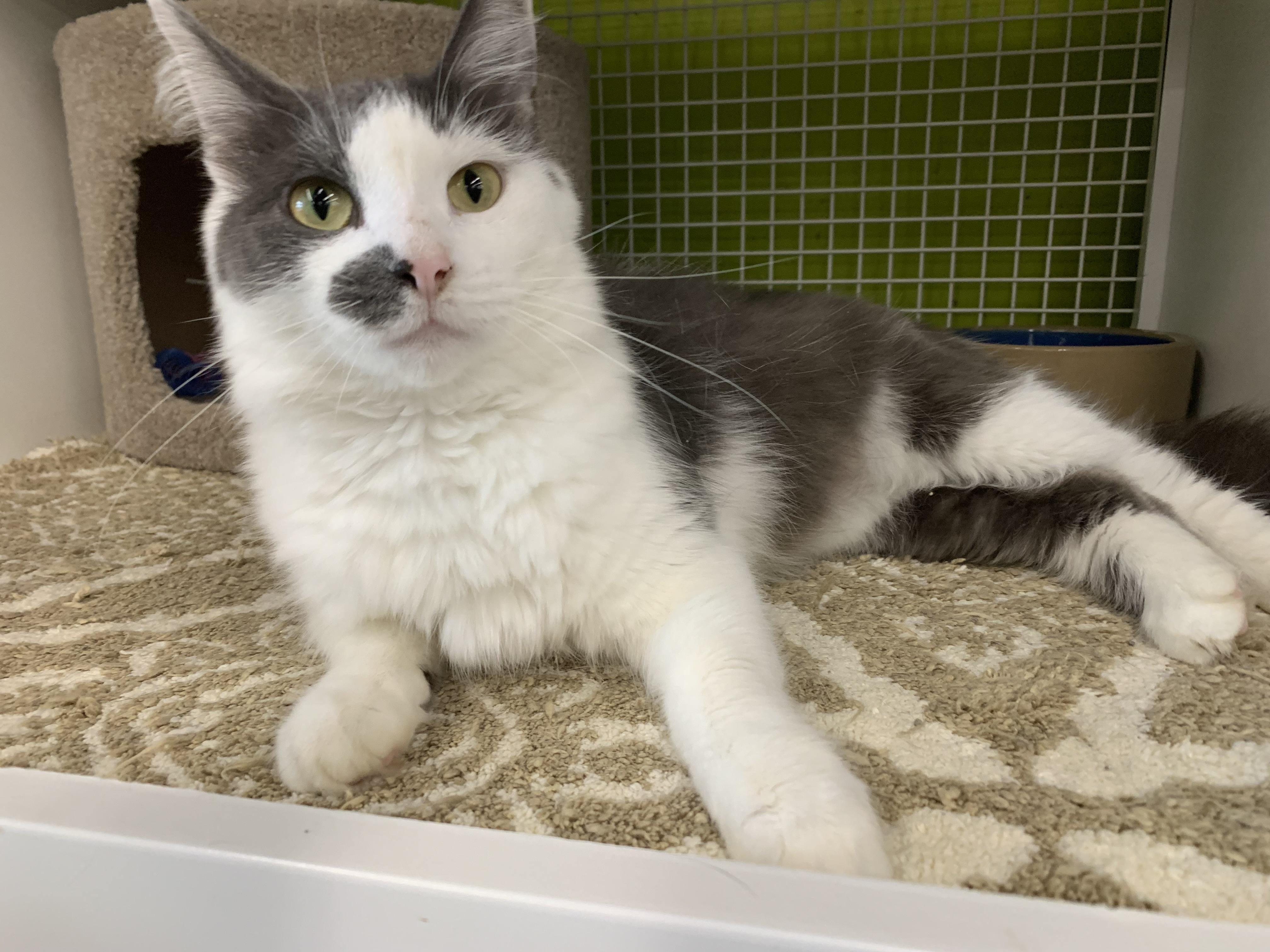 Enlarge Smudge, a Adoptable Domestic Medium Hair in Shelby Township, MI image 2/5