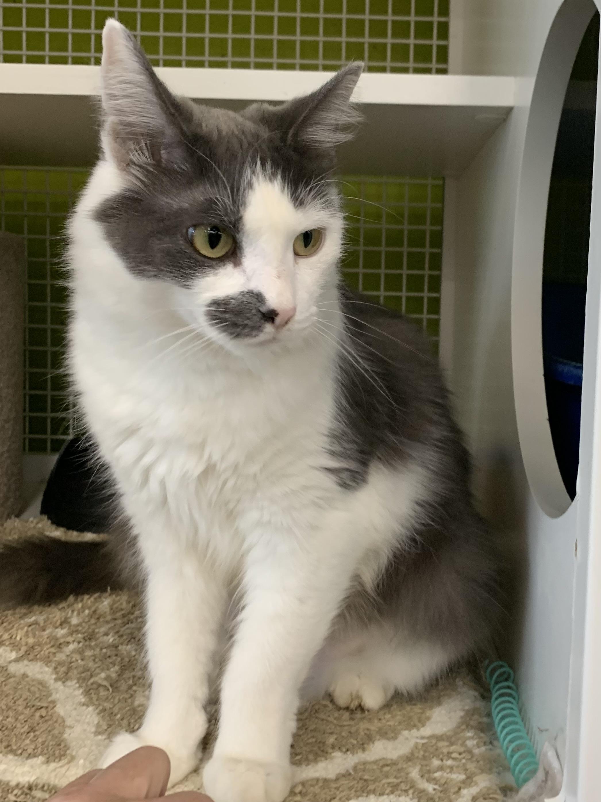 Enlarge Smudge, a Adoptable Domestic Medium Hair in Shelby Township, MI image 1/5