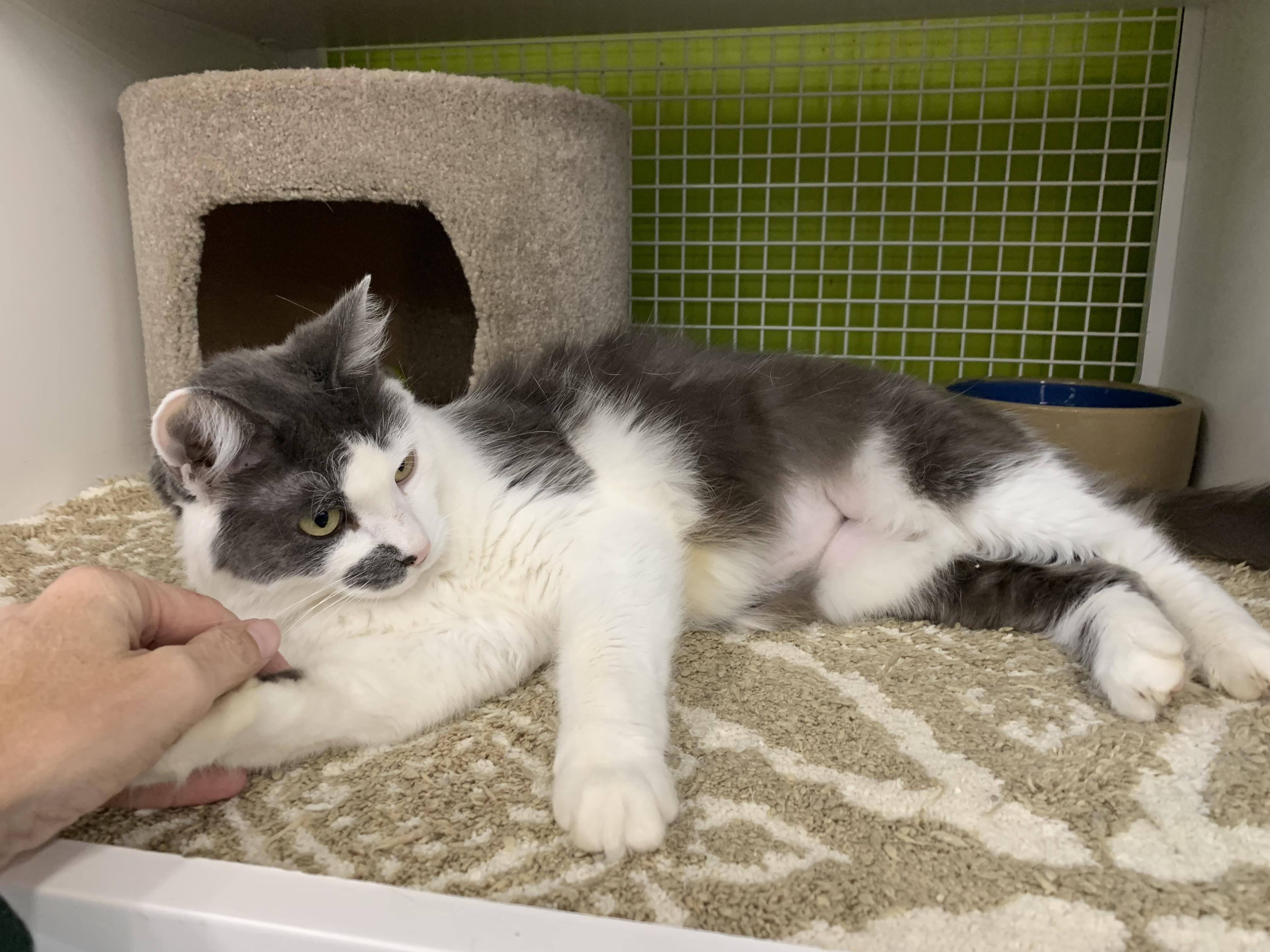 Enlarge Smudge, a Adoptable Domestic Medium Hair in Shelby Township, MI image 3/5
