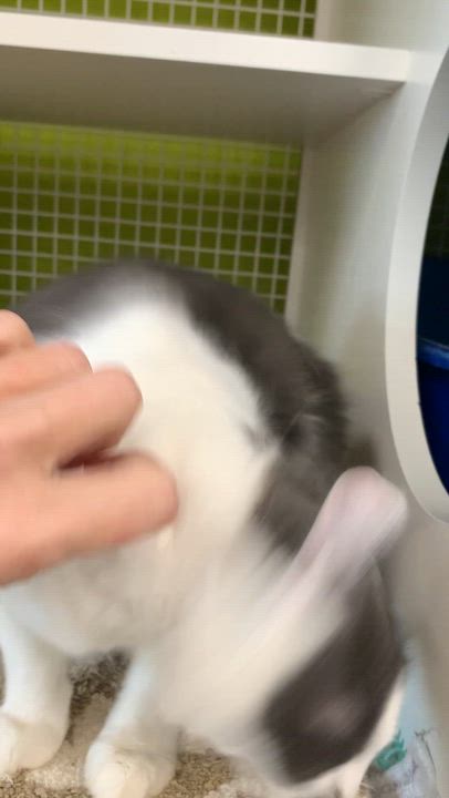 Enlarge Smudge, a Adoptable Domestic Medium Hair in Shelby Township, MI video 4/5