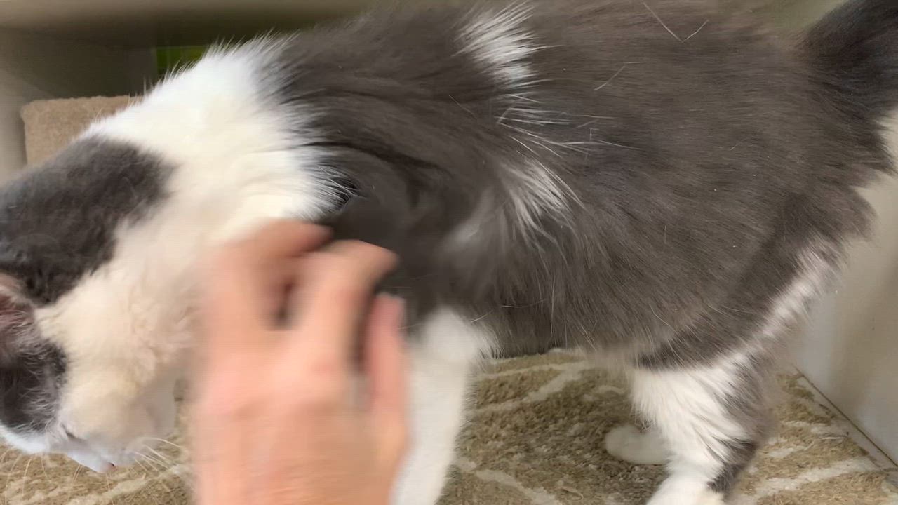 Enlarge Smudge, a Adoptable Domestic Medium Hair in Shelby Township, MI video 5/5