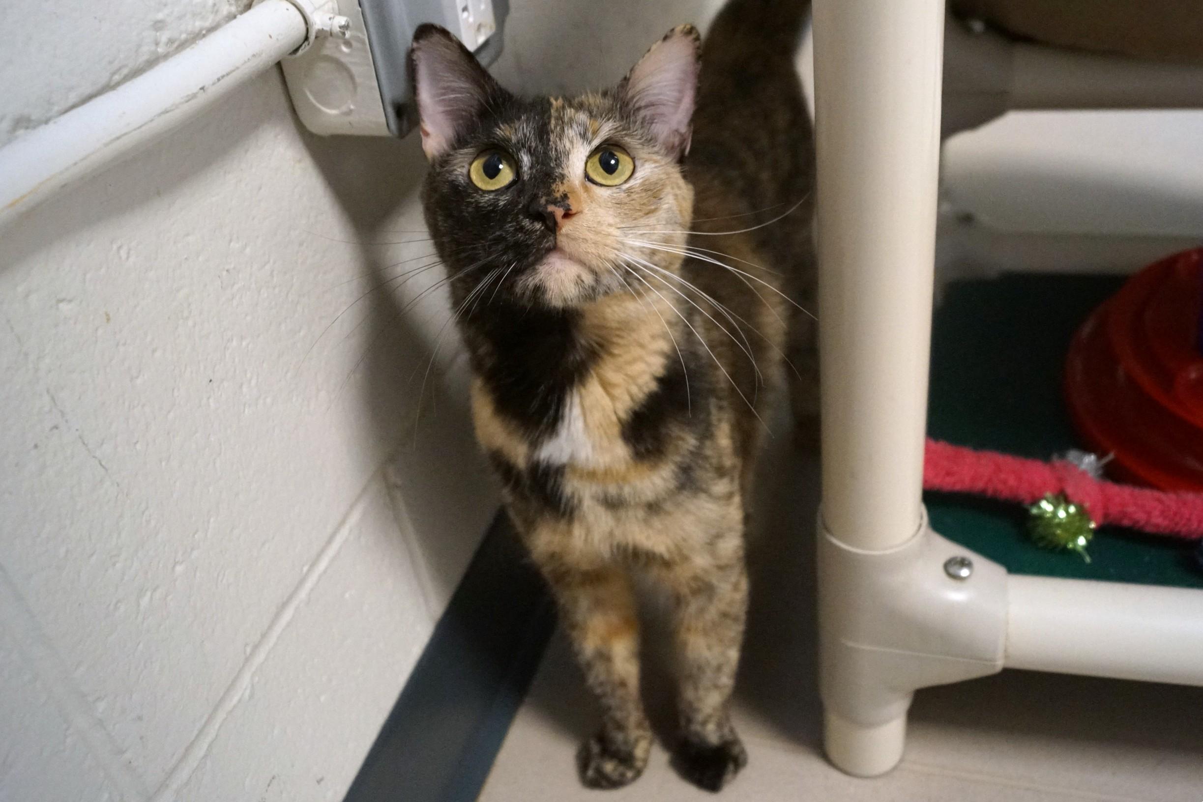Nami, adopted, Adult Female Tortoiseshell.