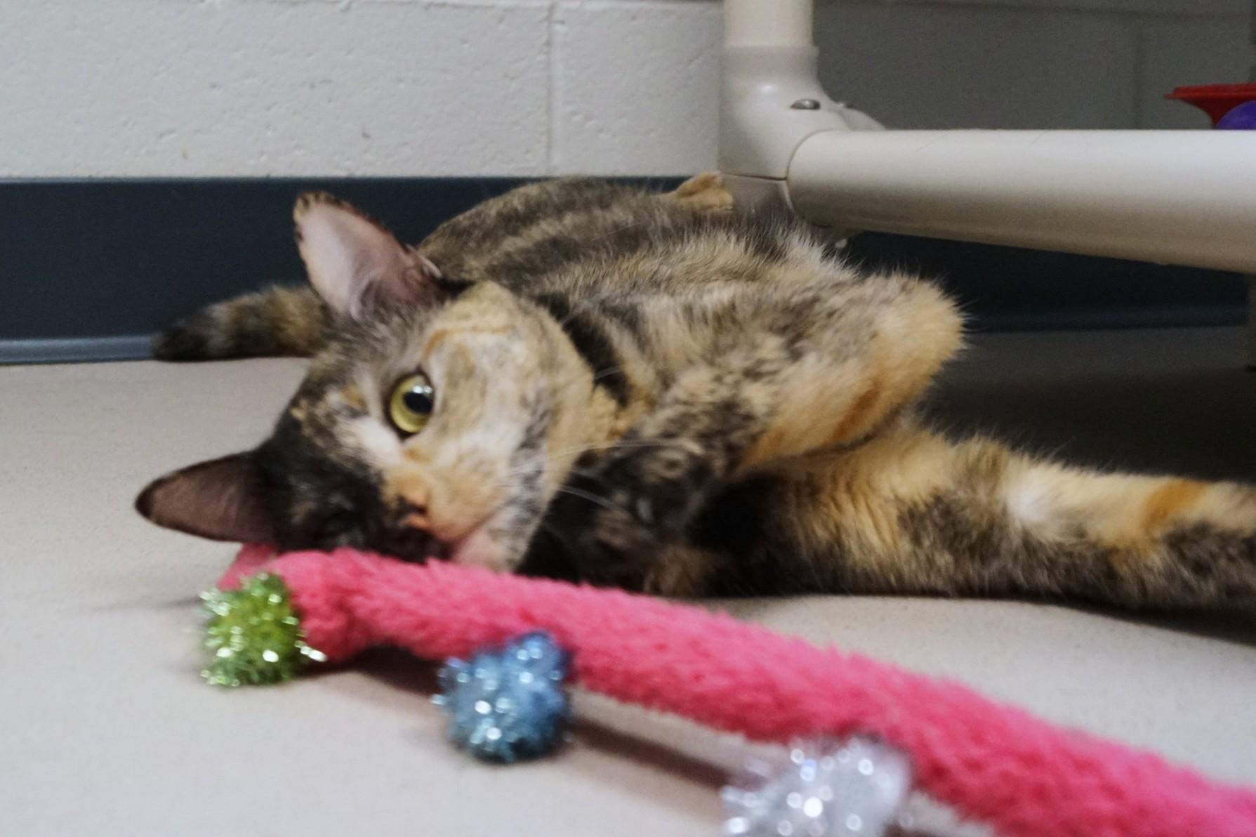 Enlarge Nami, an adopted Tortoiseshell in New Milford, CT image 4/5