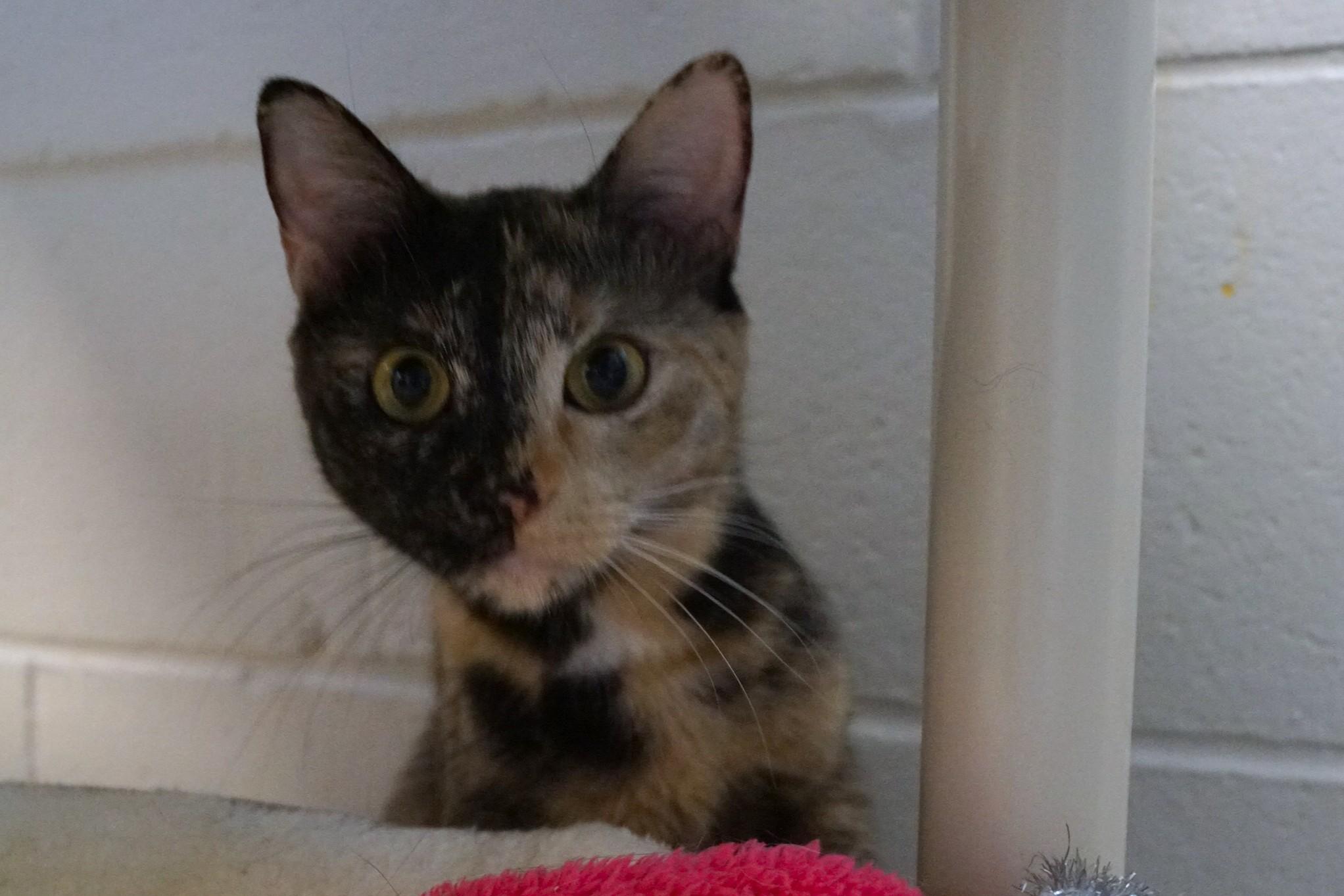 Enlarge Nami, an adopted Tortoiseshell in New Milford, CT image 2/5
