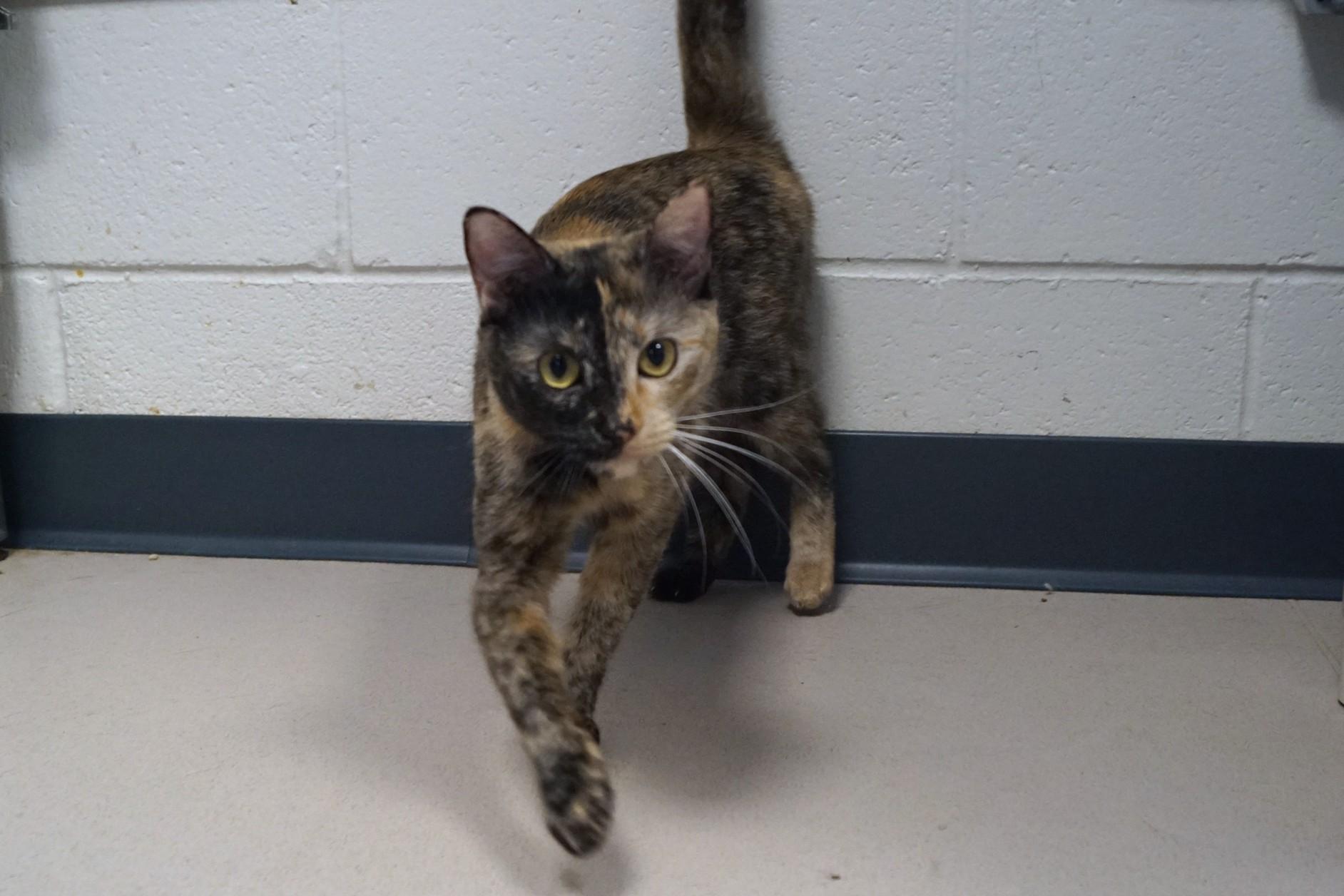 Enlarge Nami, an adopted Tortoiseshell in New Milford, CT image 5/5