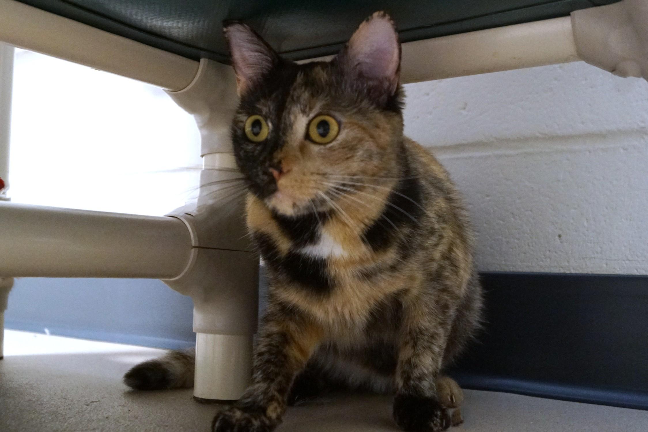 Enlarge Nami, an adopted Tortoiseshell in New Milford, CT image 3/5
