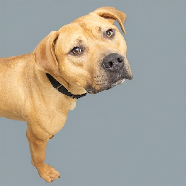 Enlarge KING, a Adoptable mixed breed in Saint Louis, MO image 1/1