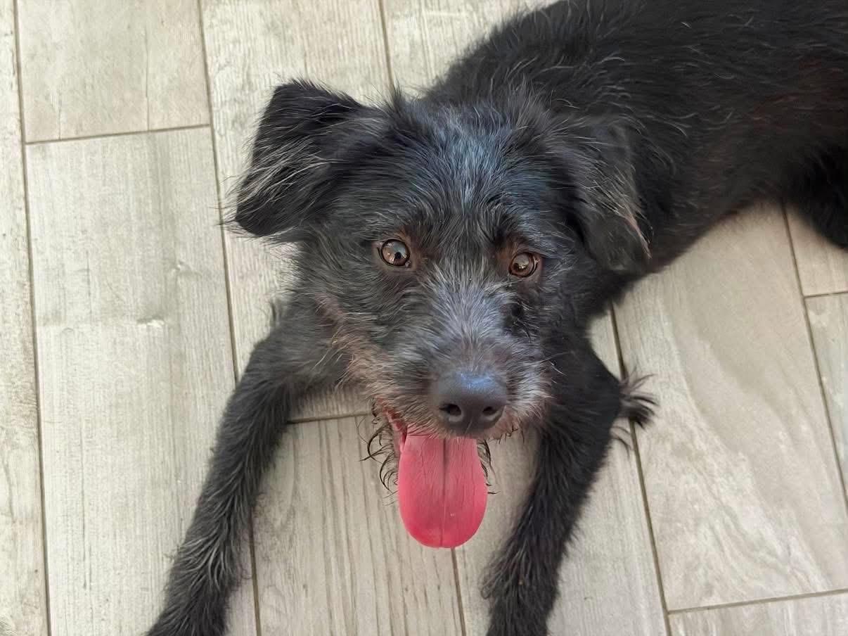Enlarge Otis, a ADOPTABLE Standard Schnauzer in Lutz, FL image 1/1