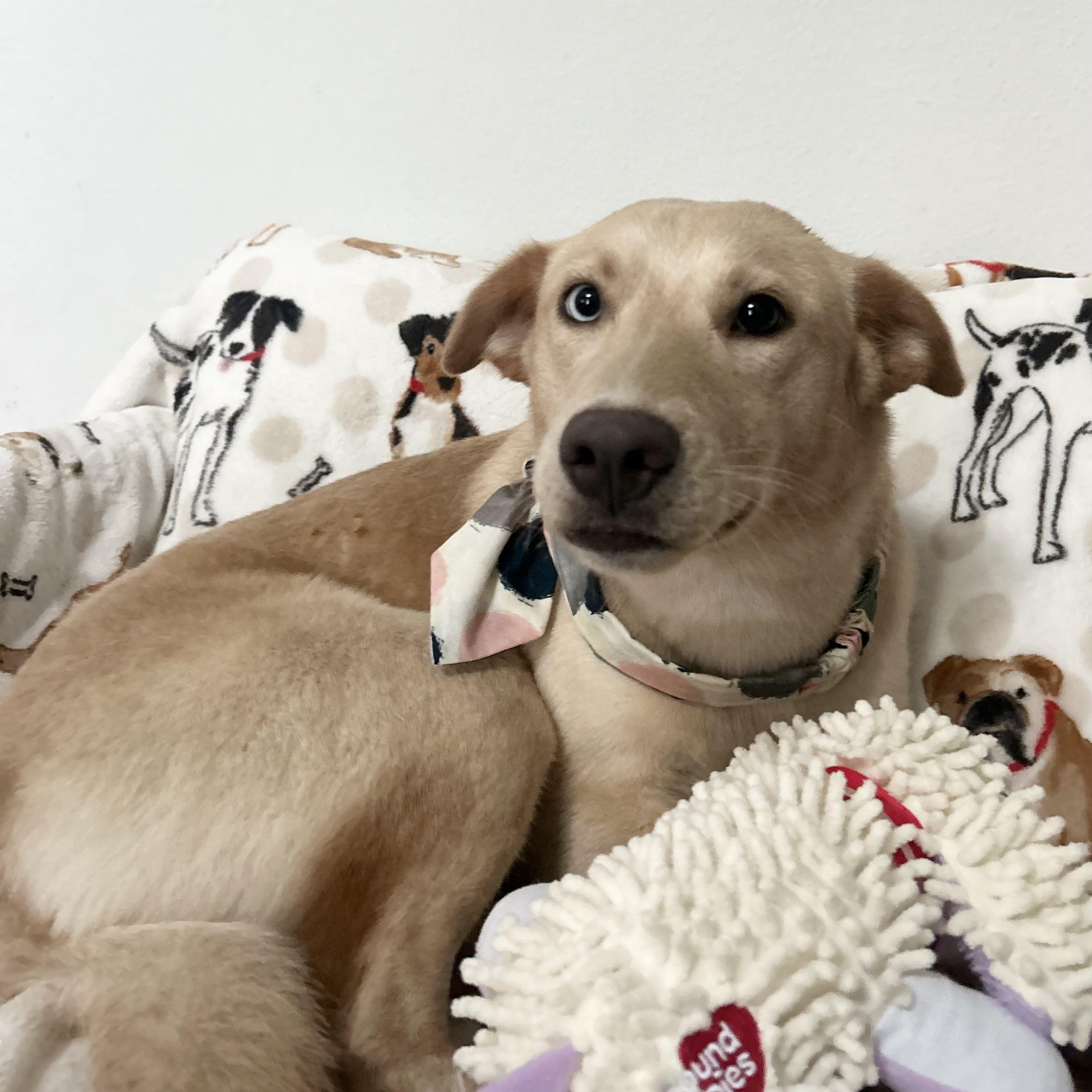 Enlarge Sunny, a Adoptable mixed breed in Hagerstown, MD image 3/6