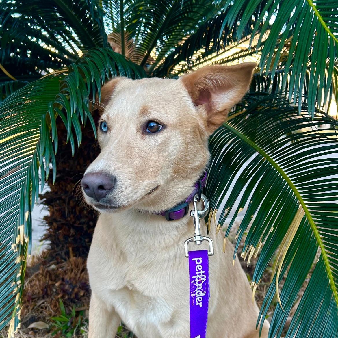 Sunny, Adoptable, Puppy Female Husky & Labrador Retriever.