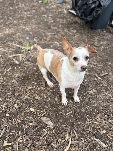 CHURRO, Adoptable, Adult Male Chihuahua.