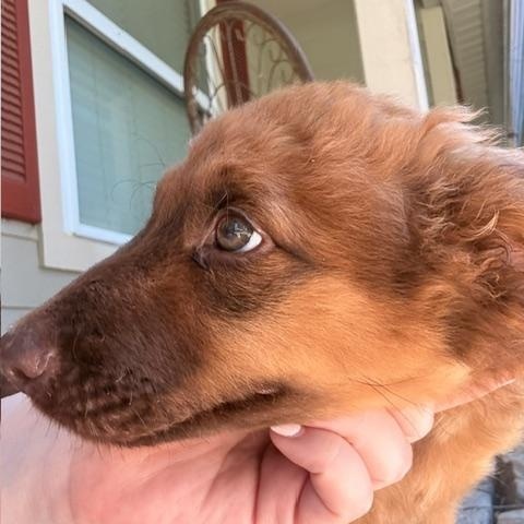 DUBLIN, a Adoptable mixed breed in Austin, TX image 4/5
