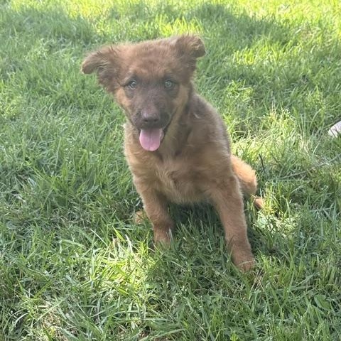 DUBLIN, a Adoptable mixed breed in Austin, TX image 2/5