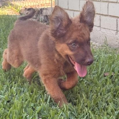DUBLIN, a Adoptable mixed breed in Austin, TX image 1/5