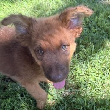 DUBLIN, a Adoptable mixed breed in Austin, TX image 3/5