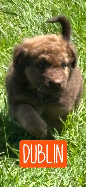 DUBLIN, a Adoptable mixed breed in Austin, TX image 5/5