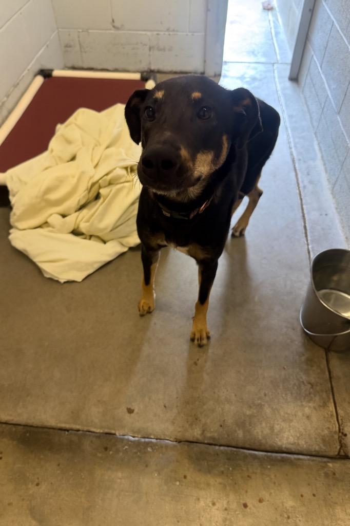 Enlarge Marlie-Adoptable Awaiting S/N, a Adoptable mixed breed in Chickamauga , GA image 1/2