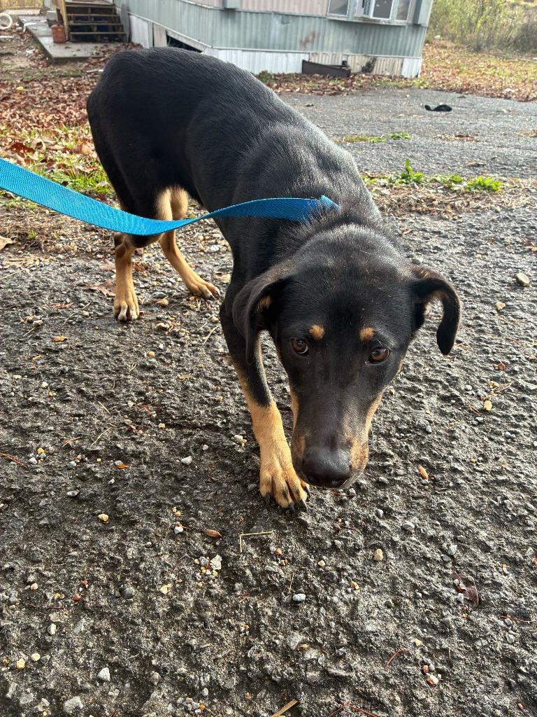 Enlarge Marlie-Adoptable Awaiting S/N, a Adoptable mixed breed in Chickamauga , GA image 2/2