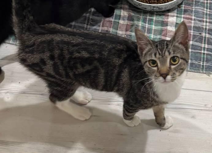 Juniper, Adoptable, Kitten Female Domestic Short Hair.