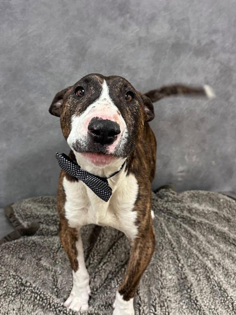 Hugo, Adoptable, Adult Male Bull Terrier.