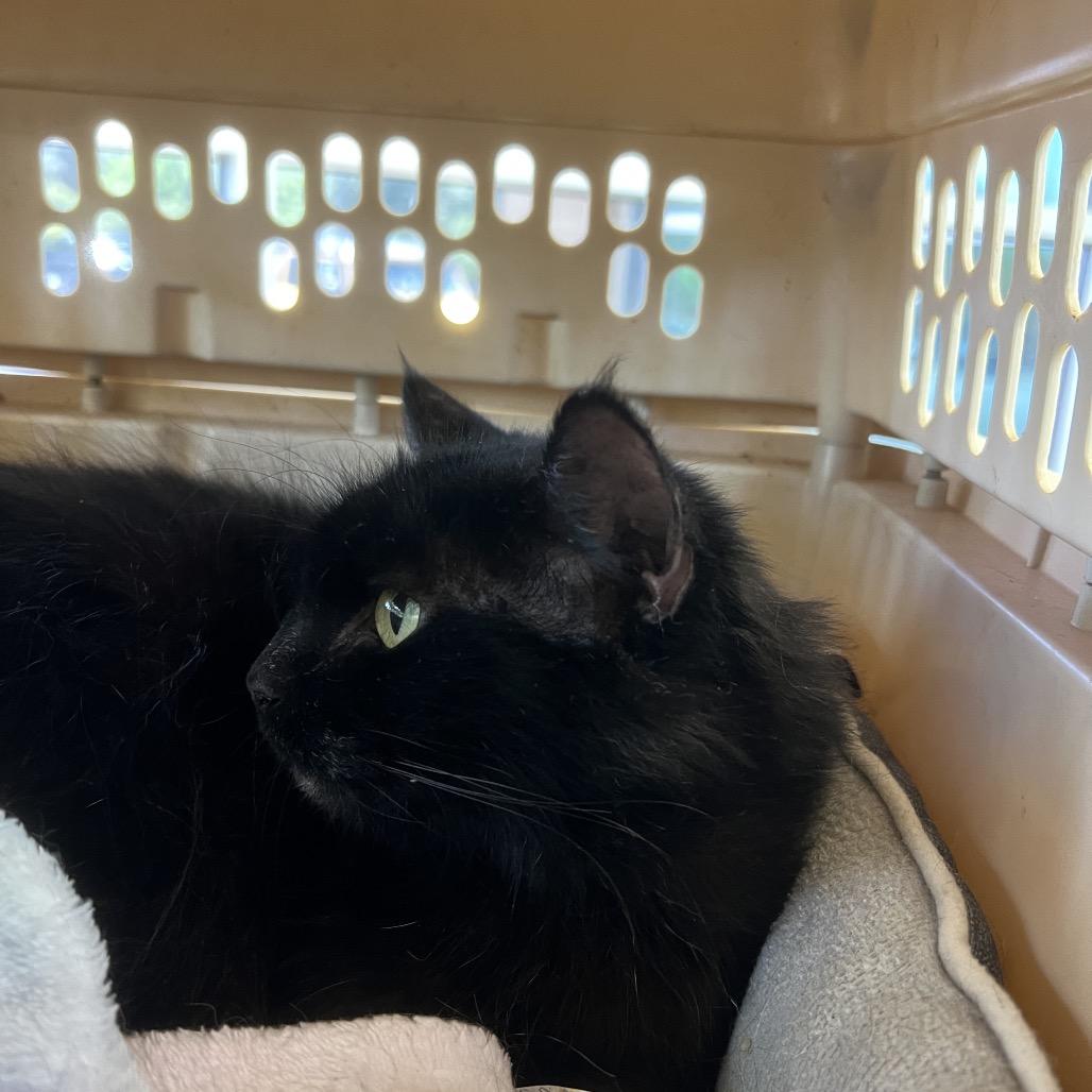 LIL FLOOF, Adoptable, Adult Female Domestic Long Hair.