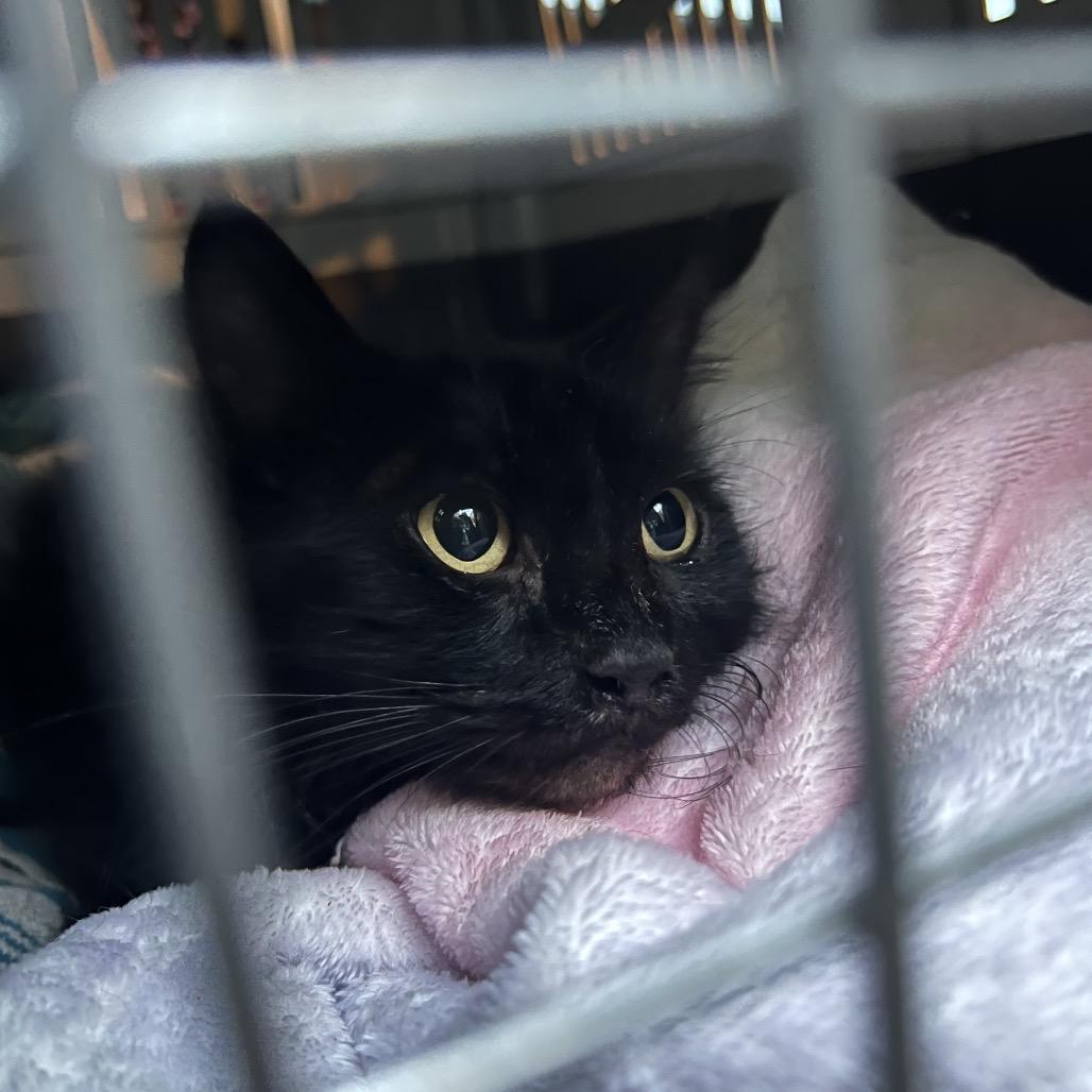 LIL FLOOF, a Adoptable Domestic Long Hair in San Antonio, TX image 2/3