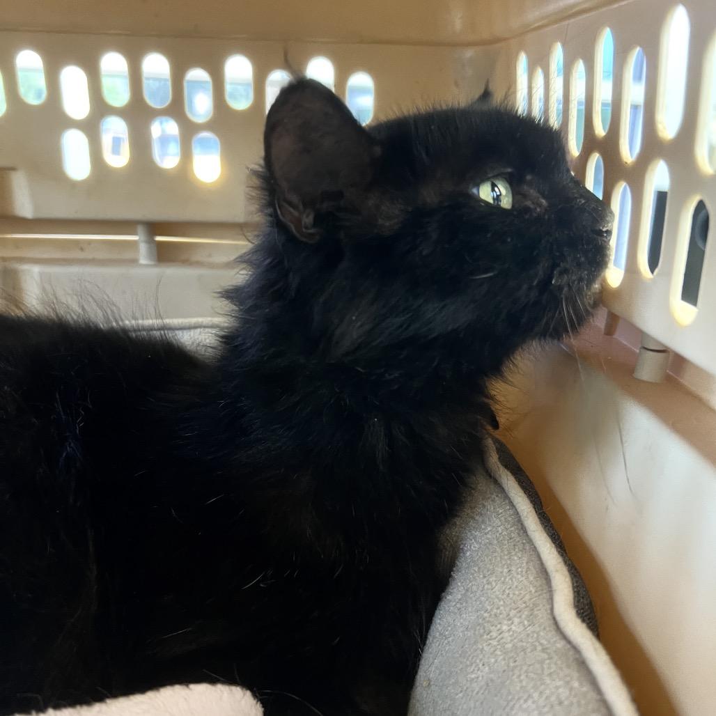 LIL FLOOF, a Adoptable Domestic Long Hair in San Antonio, TX image 3/3