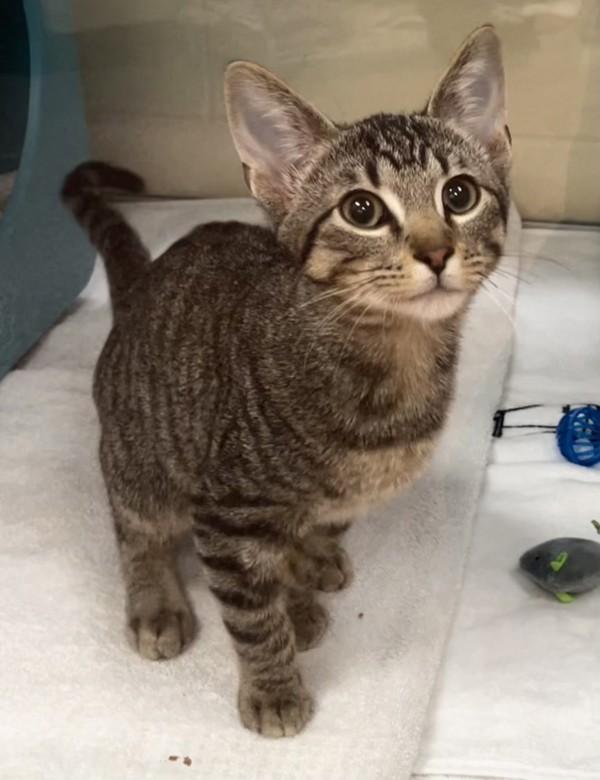 Enlarge Tank-Amundo, a Adoptable mixed breed in Stratham, NH image 1/1